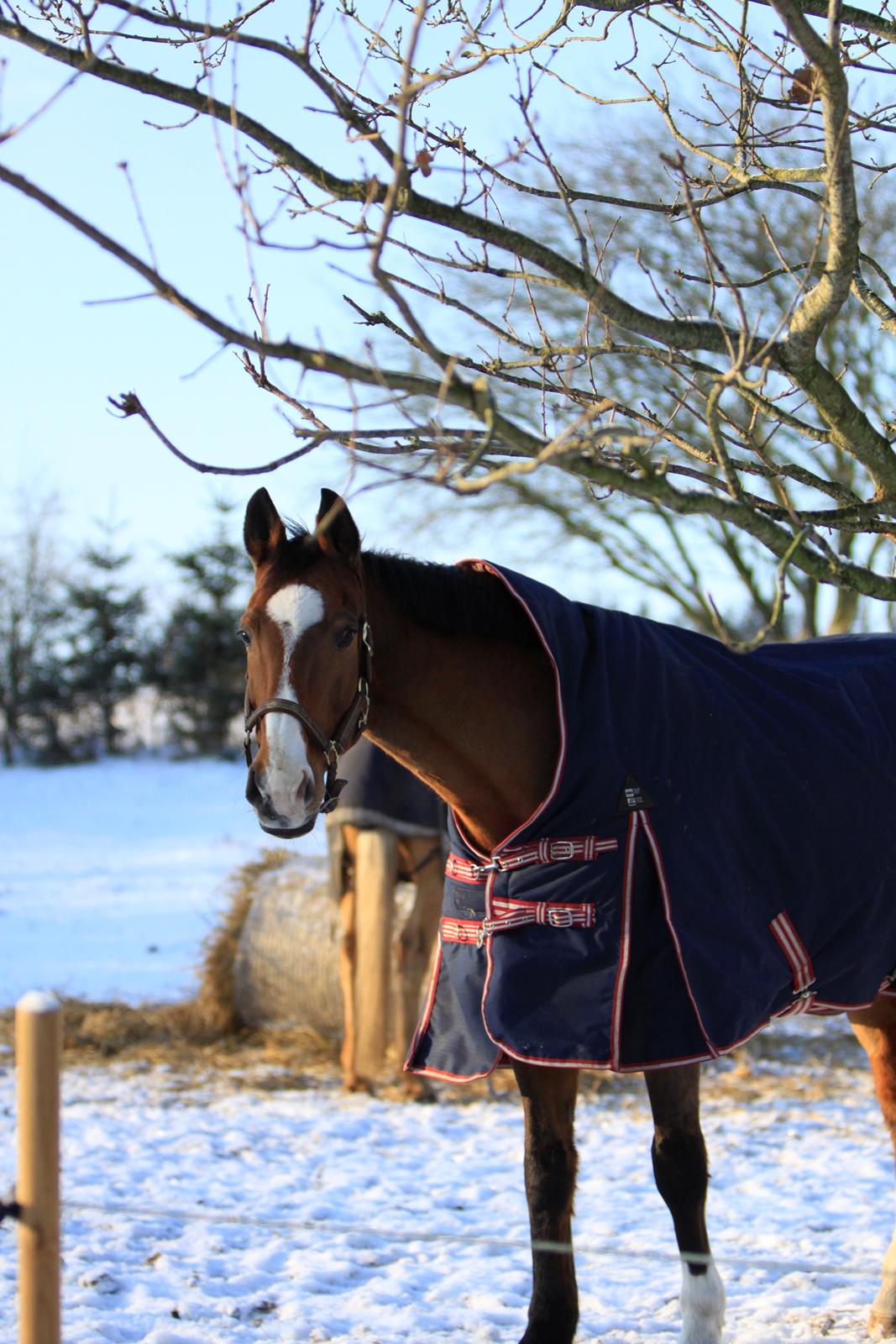 Hollandsk Varmblod Octopussy aka Pusle billede 10