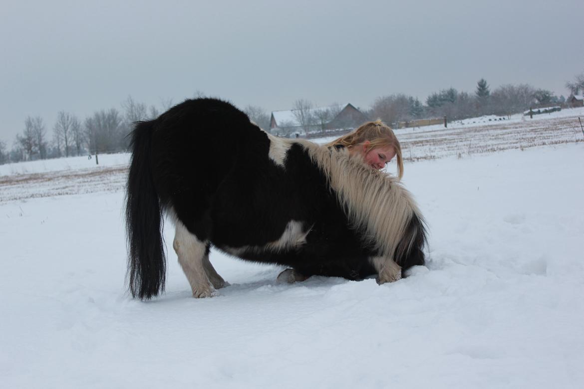 Shetlænder Bandit - Så fint han nu kan neje..<3 billede 18