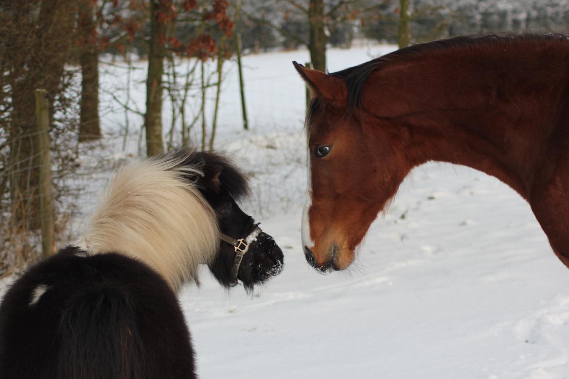 Shetlænder Bandit - Ravage og Bandit :) billede 20