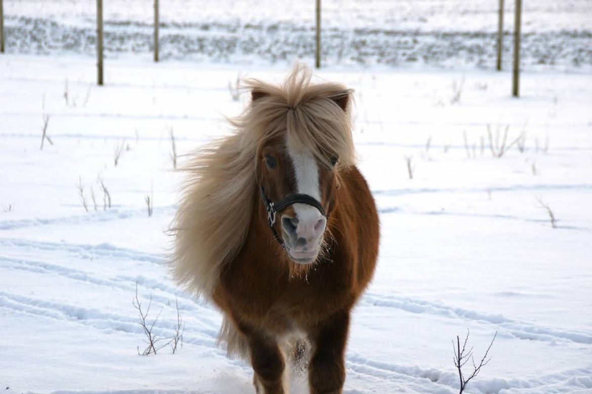 Shetlænder Pickwick - Januar 2013
Foto: Maria Børresen billede 1
