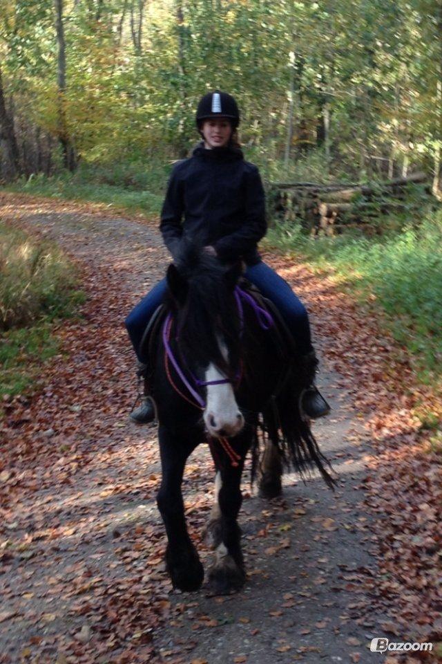 Irish Cob Tømmerupgaard's Amarylis billede 1