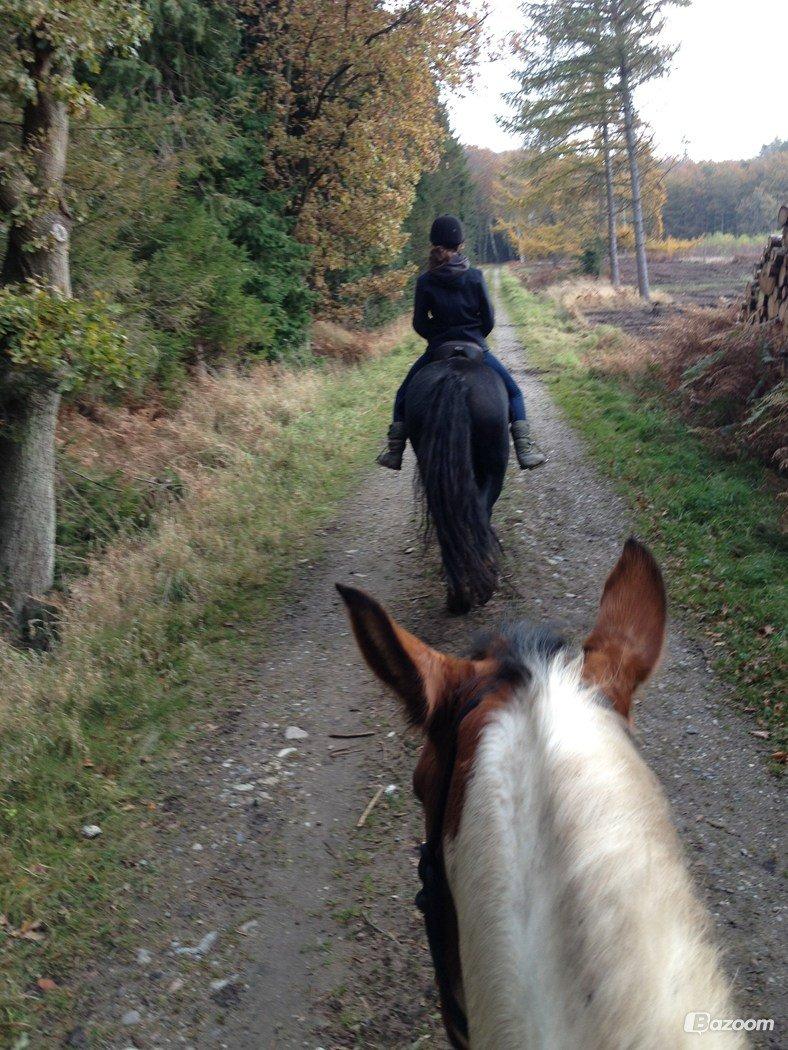 Irish Cob Tømmerupgaard's Amarylis billede 10