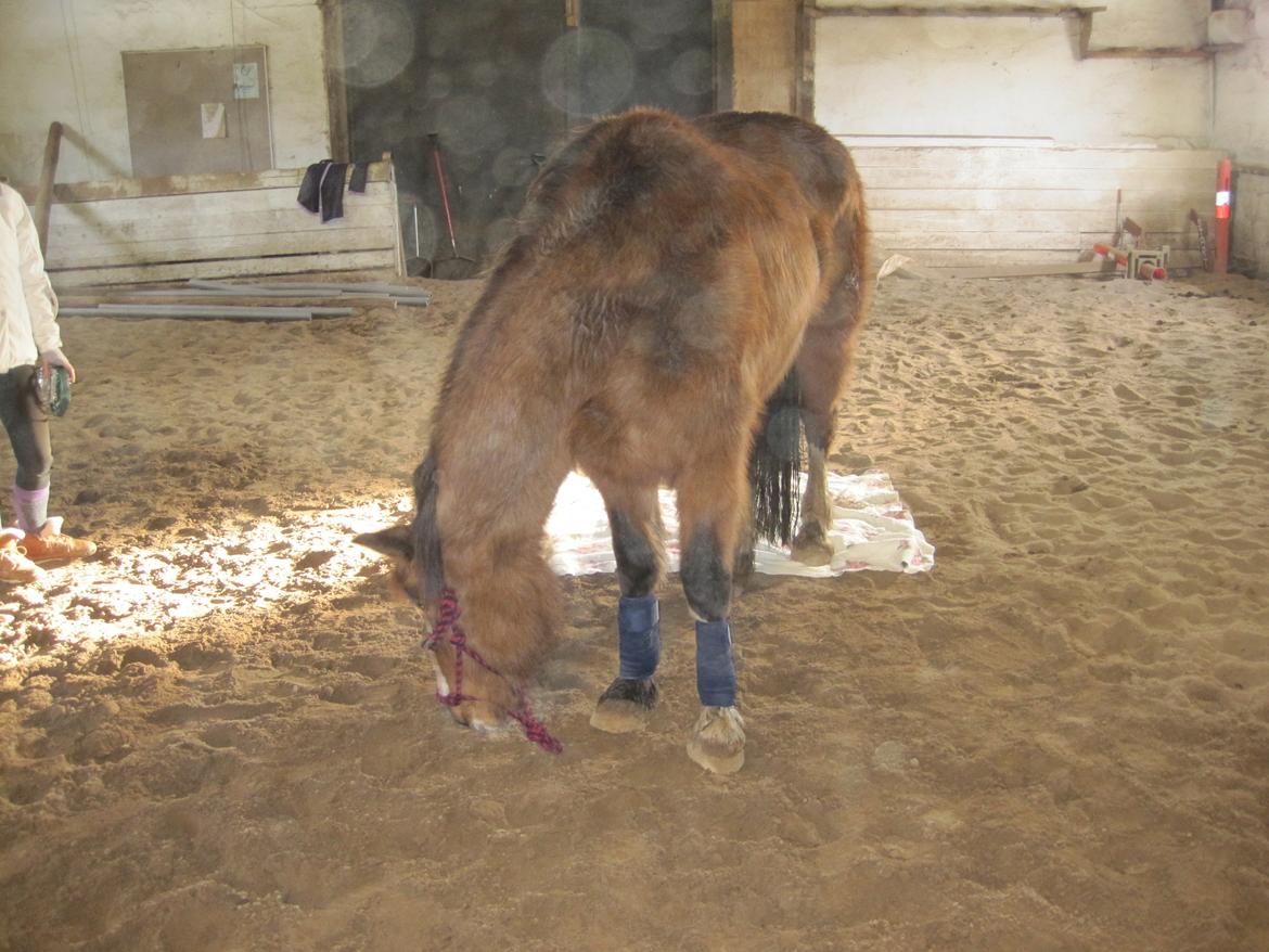 Anden særlig race Luna billede 13