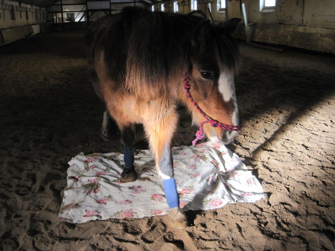 Anden særlig race Luna billede 14