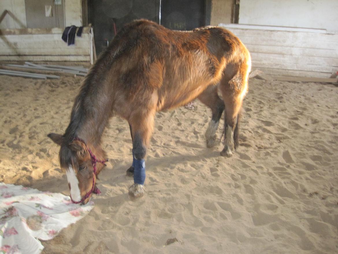 Anden særlig race Luna billede 15