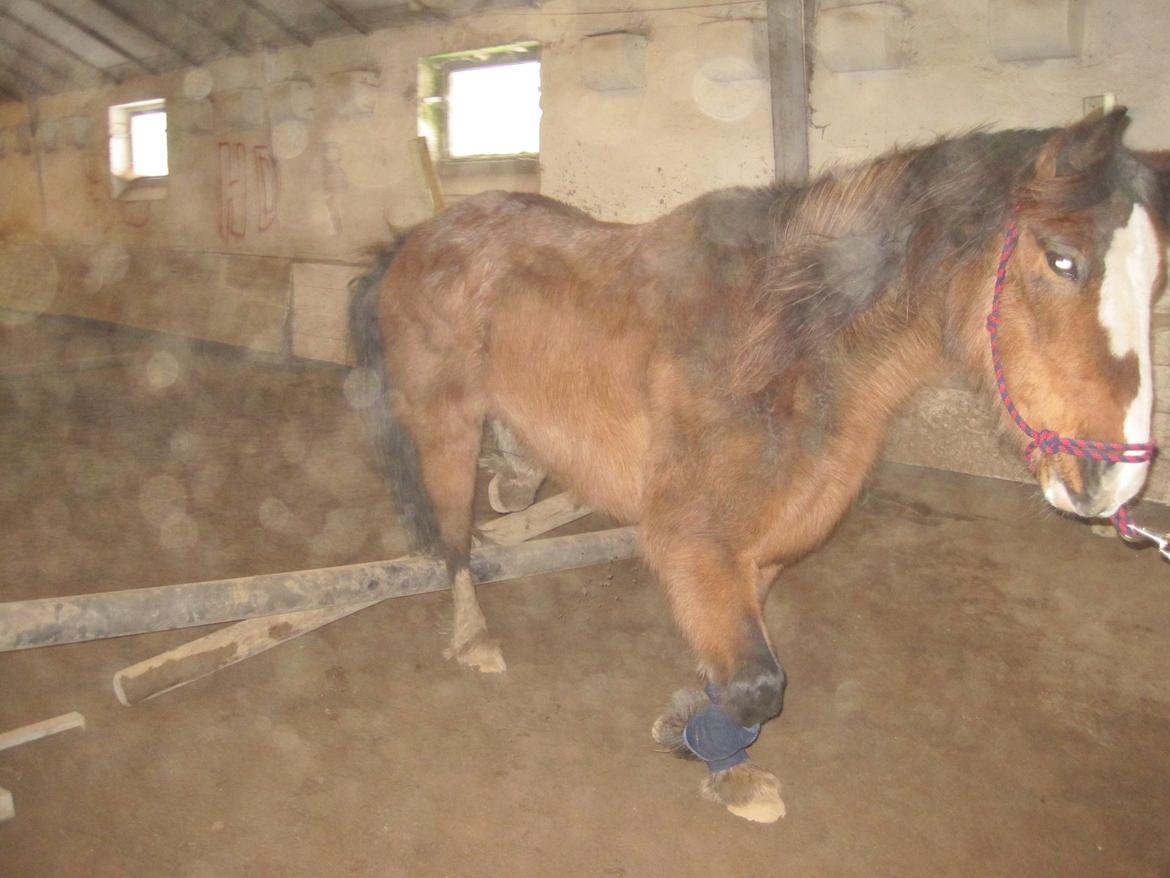 Anden særlig race Luna billede 17