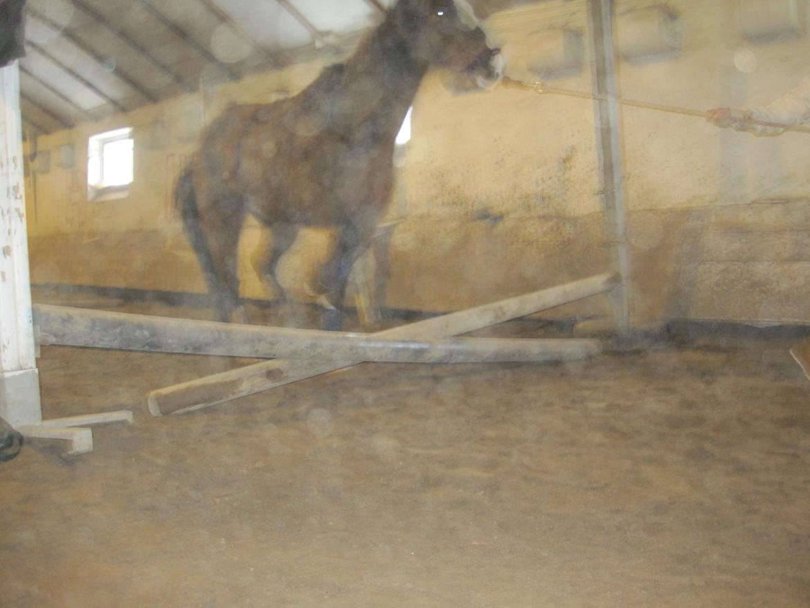 Anden særlig race Luna billede 18