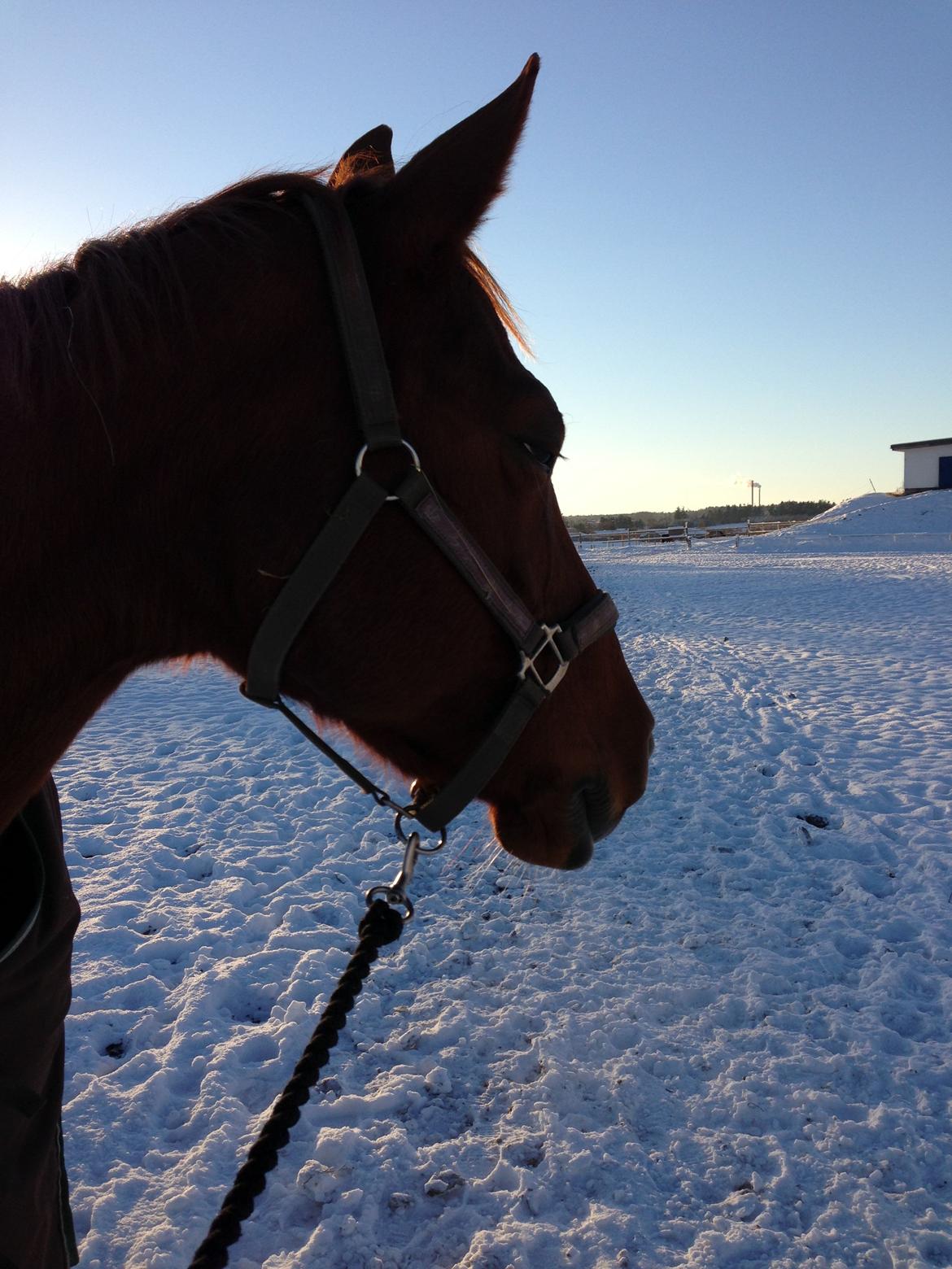 Anden særlig race Alpha Z - Alpha på morgen tur <3 billede 6