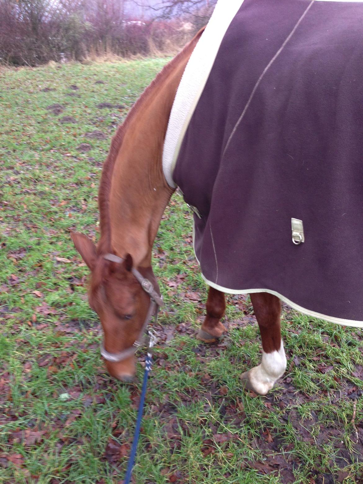 Anden særlig race Alpha Z billede 15