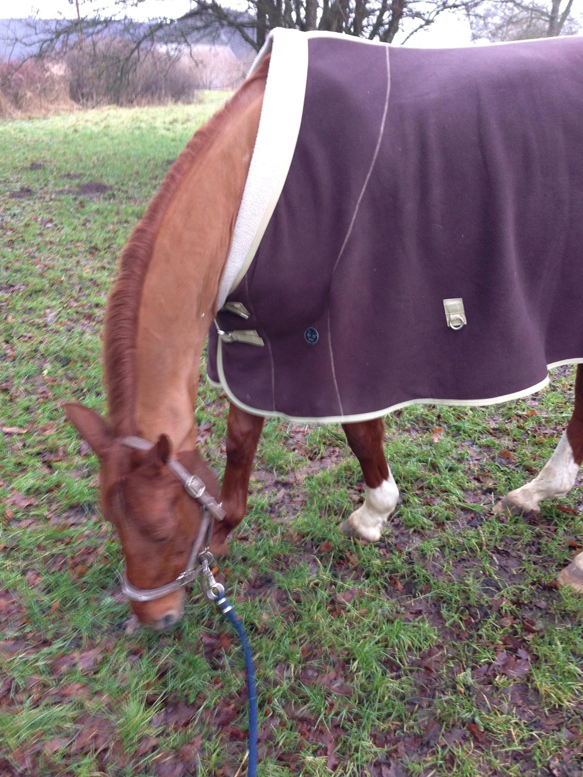 Anden særlig race Alpha Z billede 16