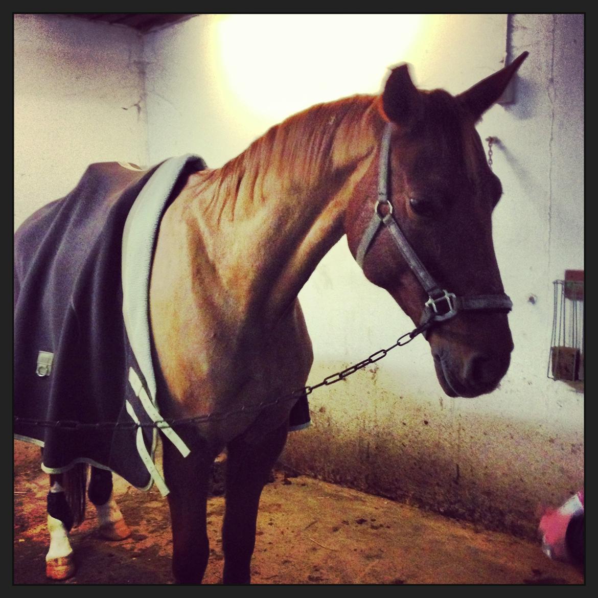 Anden særlig race Alpha Z - Spring træning . billede 19