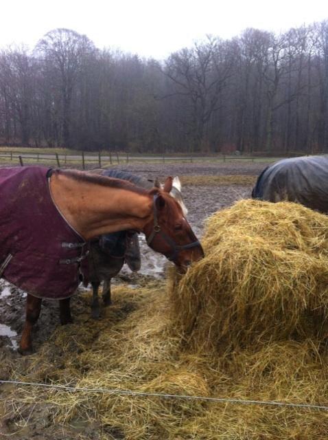 Hollandsk Varmblod Silvester - hygger! billede 9