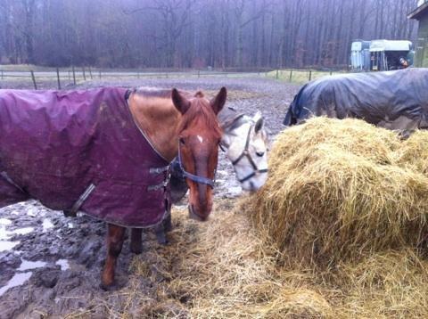 Hollandsk Varmblod Silvester billede 10