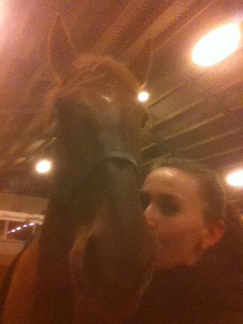 Hollandsk Varmblod Silvester billede 11