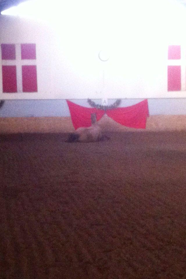 Hollandsk Varmblod Silvester - ruller sig :)  billede 12