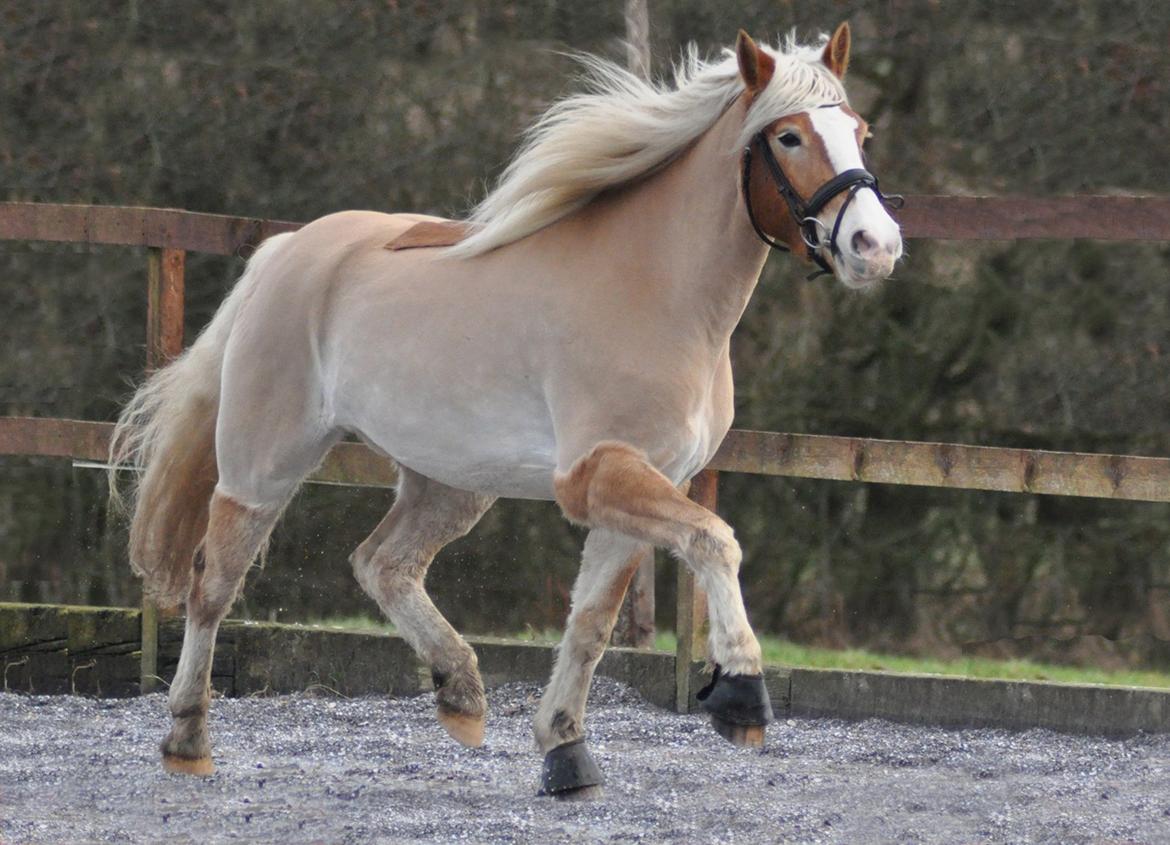 Haflinger LuLu Lakisha billede 8