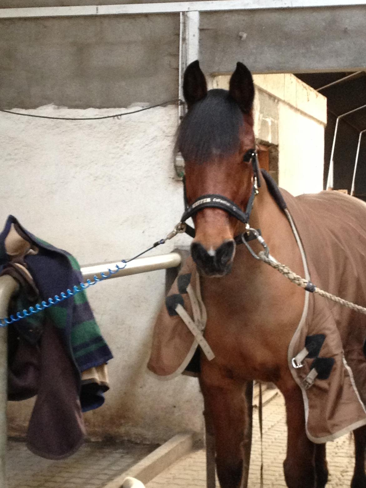 Sportsaraber (A) Youngstar Lukas - Mit Liv <3 - Du har altid været så ubeskrivelig skøn min skat <3 <3 billede 14