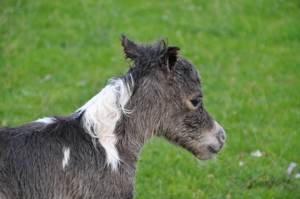 Amerikansk Miniature SHM Wild Thunders Fascination billede 4