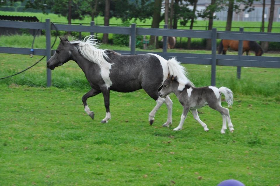 Amerikansk Miniature SHM Wild Thunders Fascination billede 5