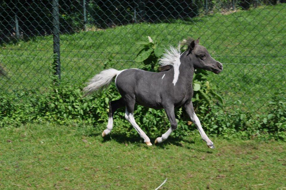 Amerikansk Miniature SHM Wild Thunders Fascination billede 6