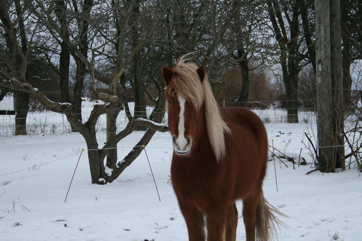 Islænder Hrisla fra Ulvkjær billede 13