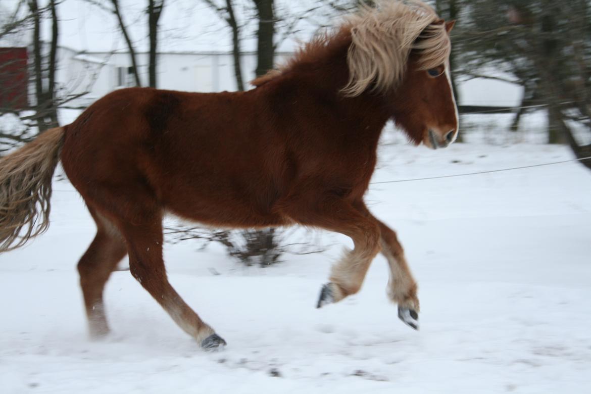 Islænder Hrisla fra Ulvkjær billede 17