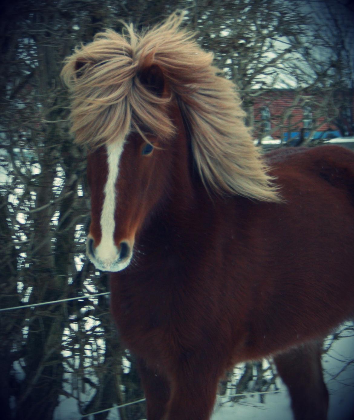 Islænder Hrisla fra Ulvkjær billede 3