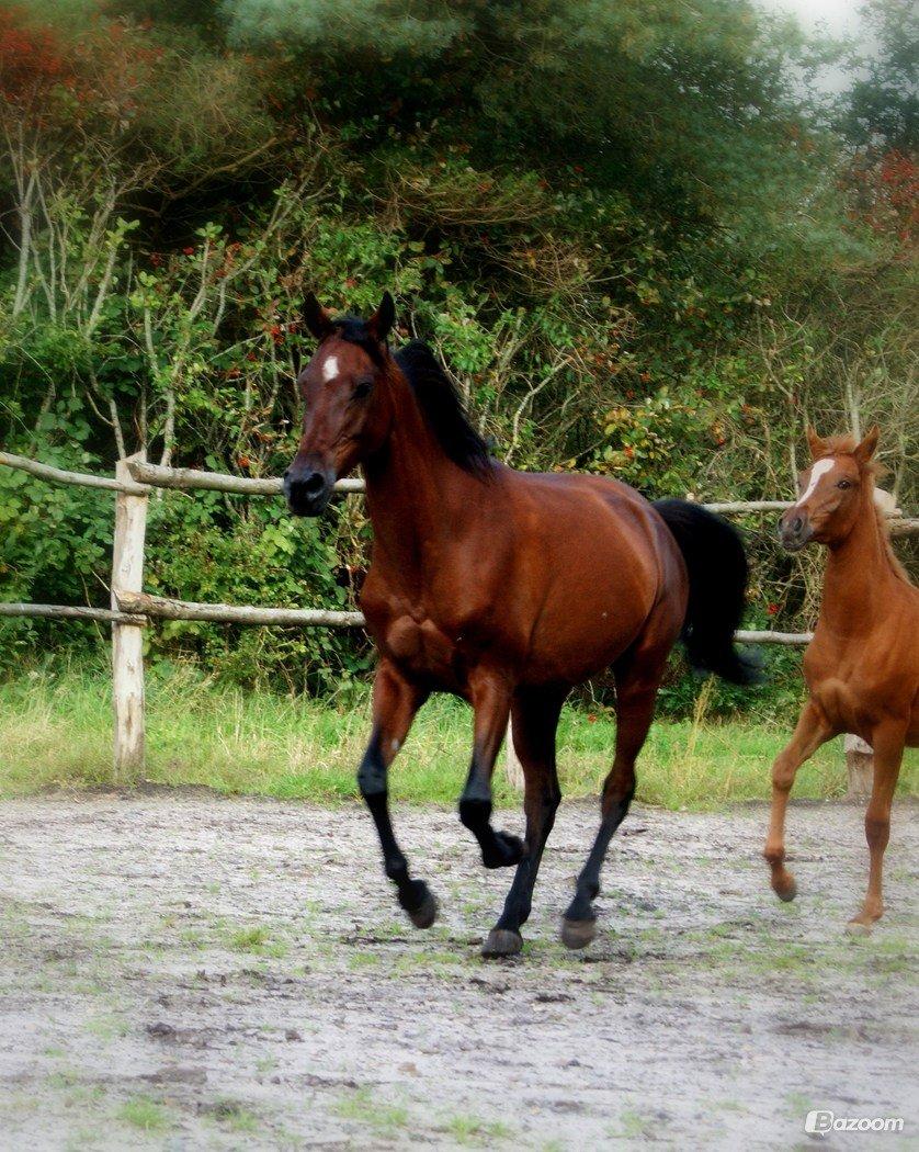 Arabisk fuldblod (OX) Historia ox - Billede lånt af Horsebjerg Foto billede 8