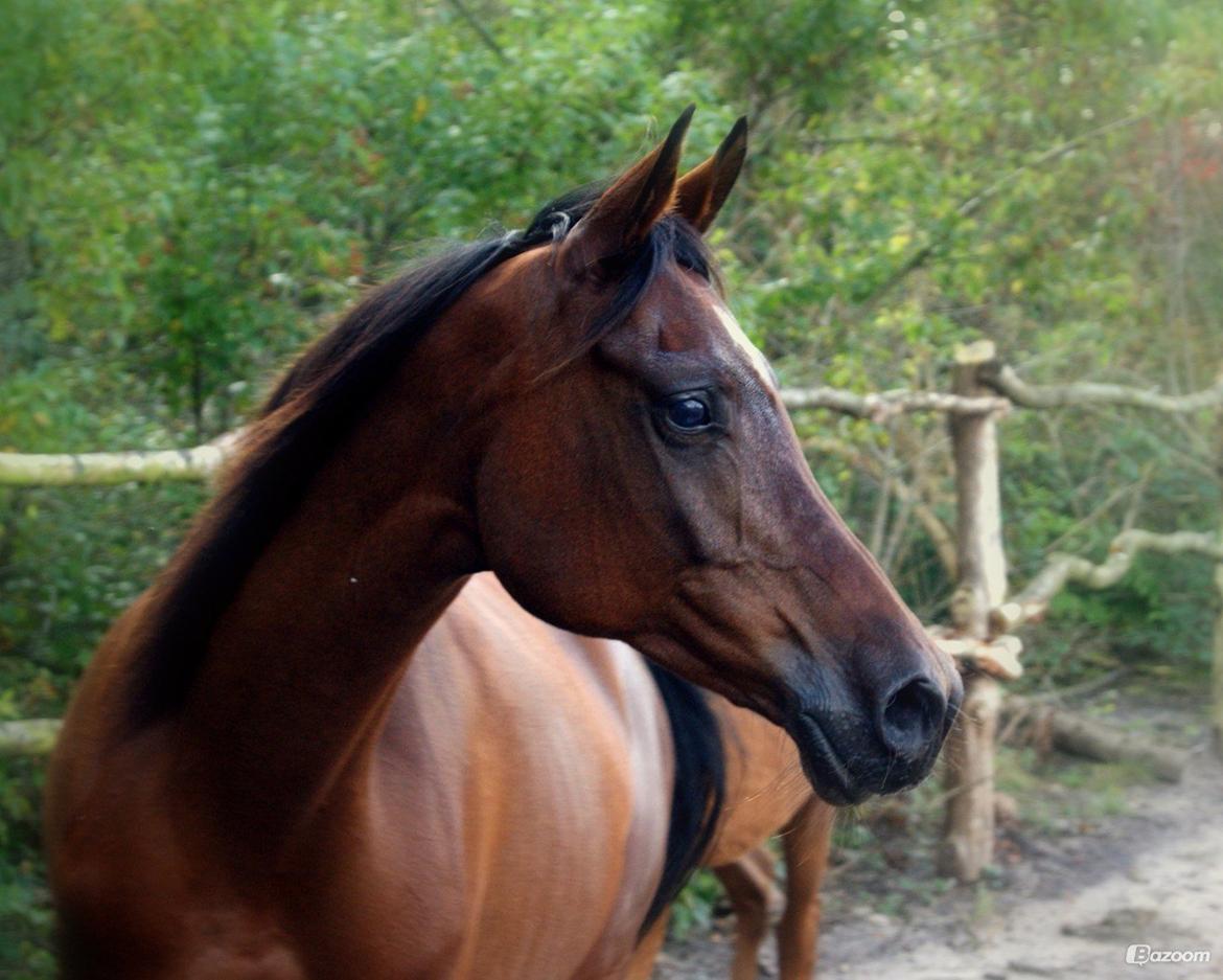 Arabisk fuldblod (OX) Historia ox - Billede lånt af Horsebjerg Foto  billede 9