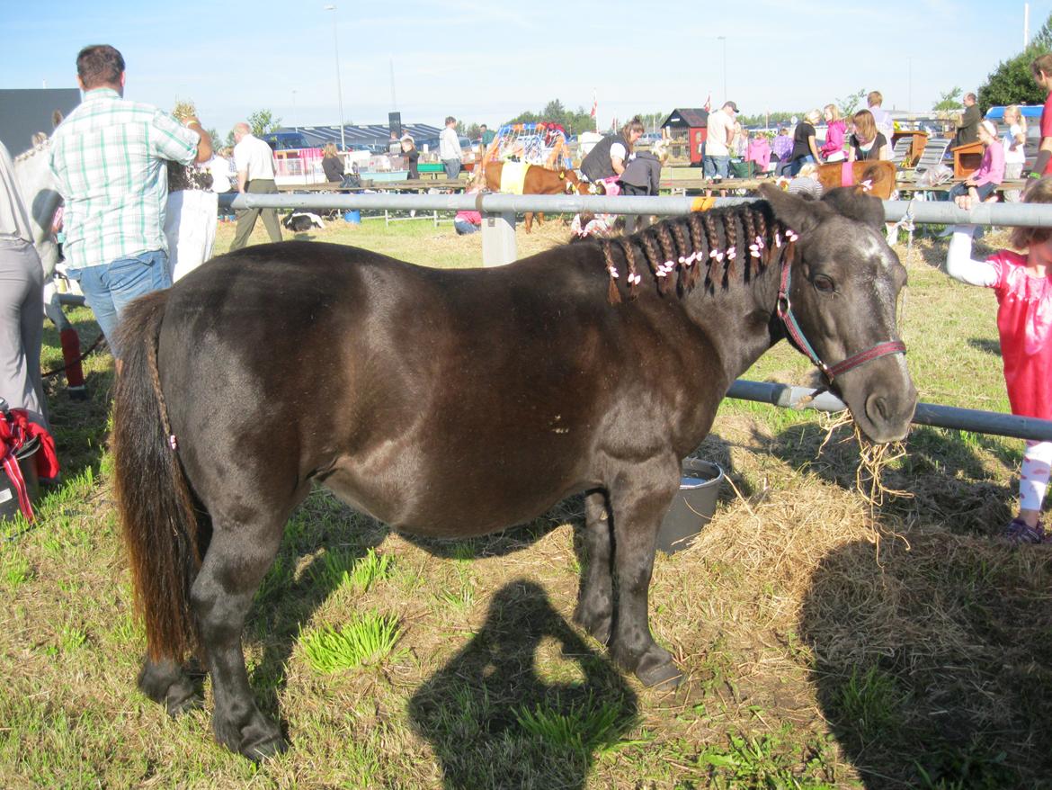Anden særlig race Tulle billede 8