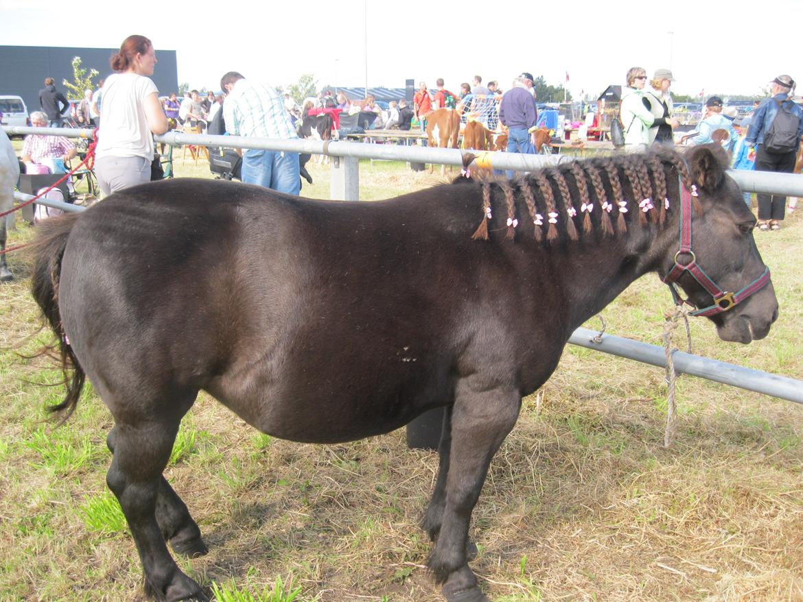 Anden særlig race Tulle billede 9