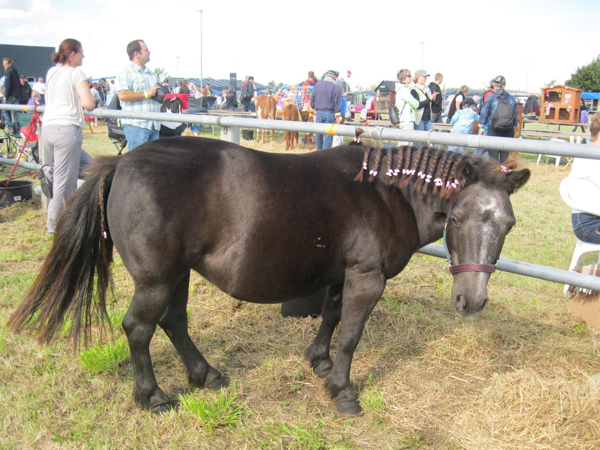 Anden særlig race Tulle billede 10