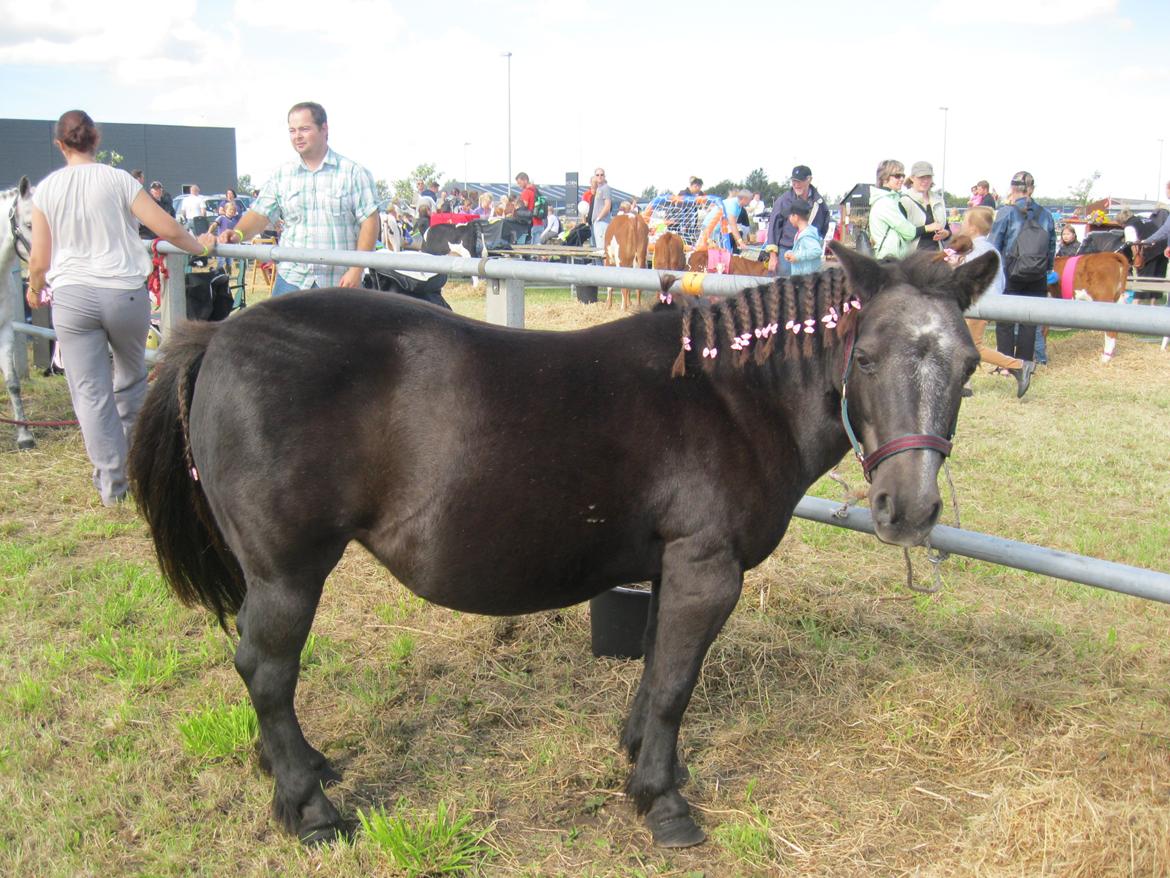 Anden særlig race Tulle billede 11