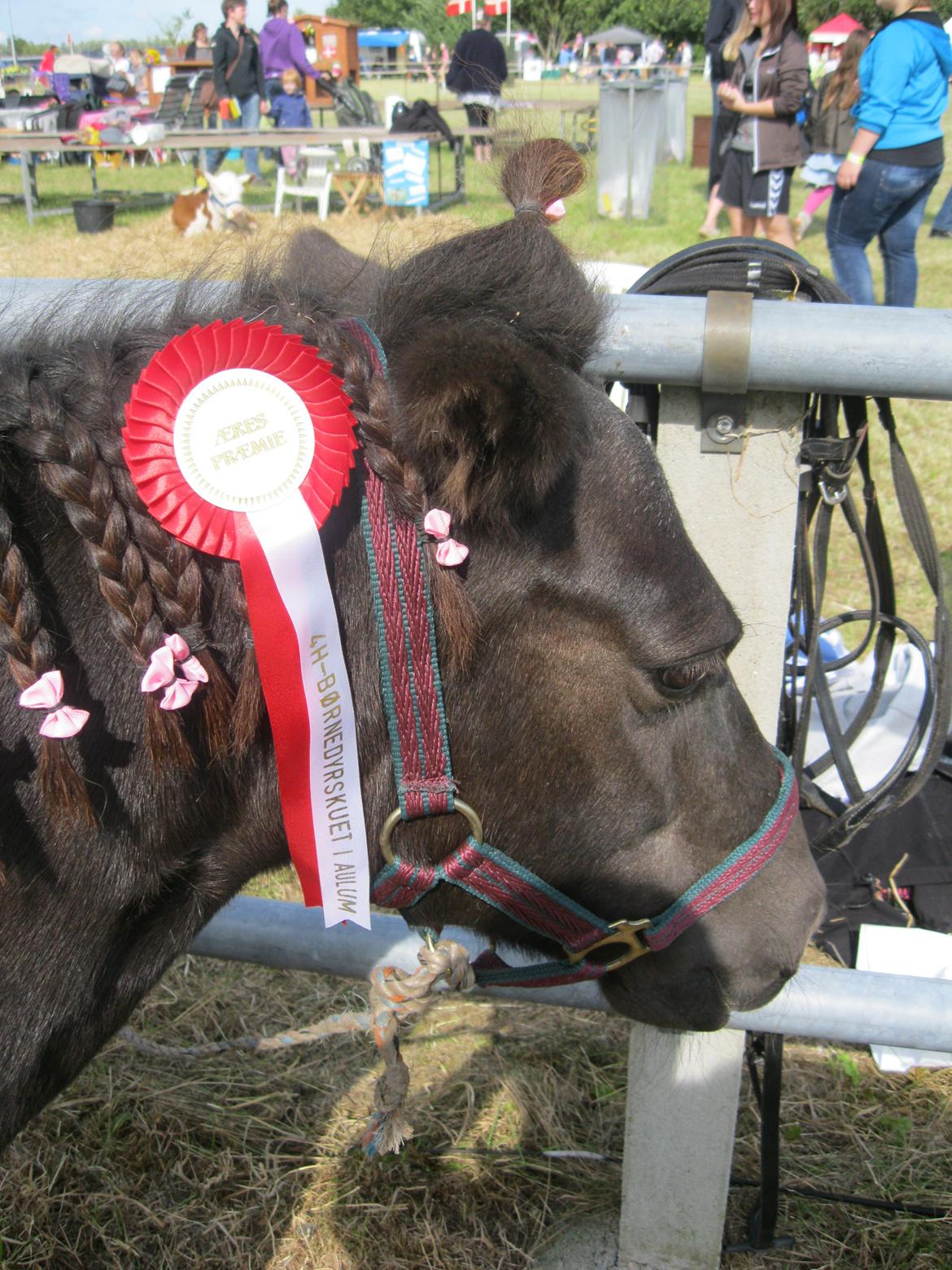 Anden særlig race Tulle billede 12