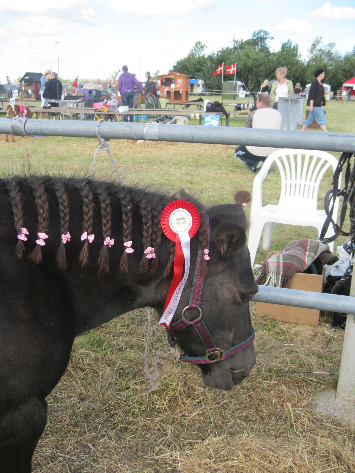 Anden særlig race Tulle billede 13