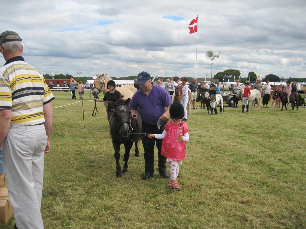 Anden særlig race Tulle billede 14