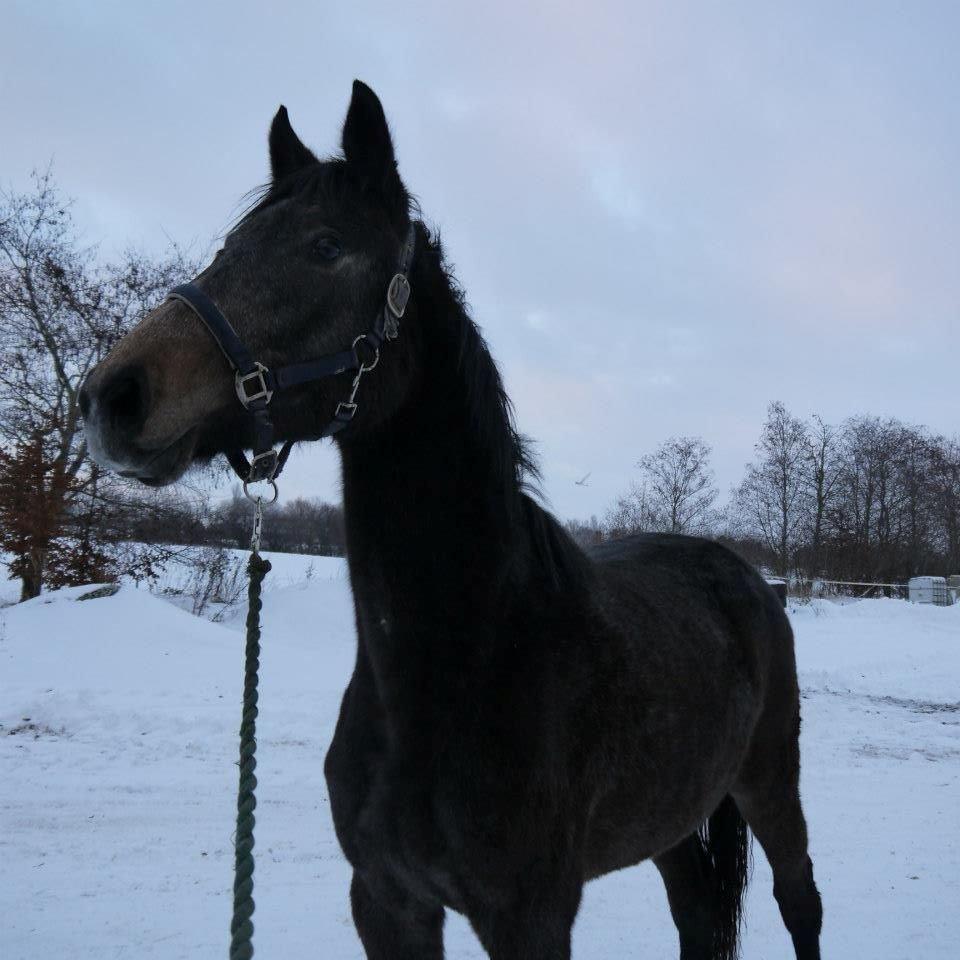 Holstener Cassie Gørtz - d. 14/12 - 2012 Cassie 1 år og 7 mdr. billede 20