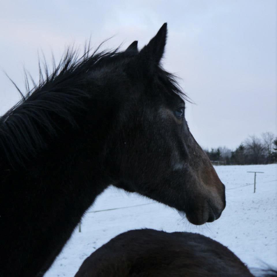 Holstener Cassie Gørtz - d. 14/12 - 2012 Kigger ud i horisonten! billede 12