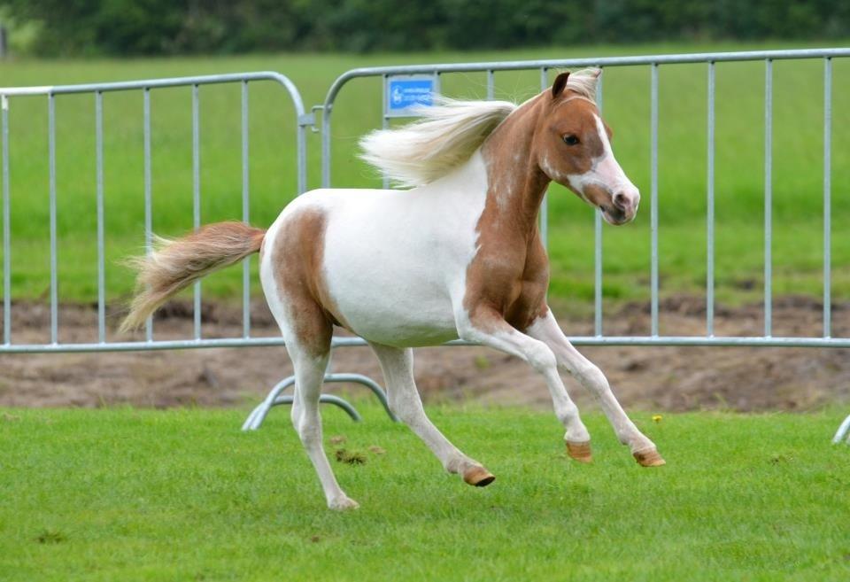 Amerikansk Miniature David Bowie is a Super Star - Foto: Isabella Rodsted Larsen billede 8