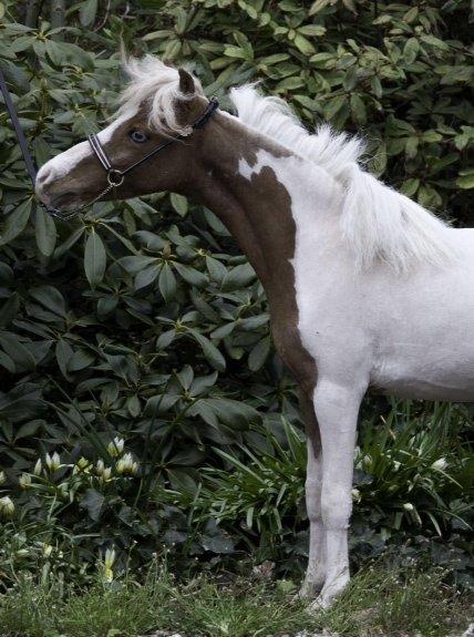 Amerikansk Miniature David Bowie is a Super Star - Foto: K-pictures.com billede 9