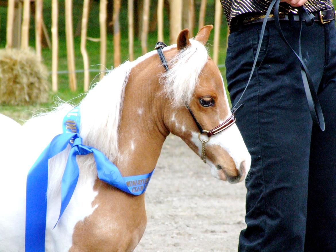 Amerikansk Miniature David Bowie is a Super Star billede 10