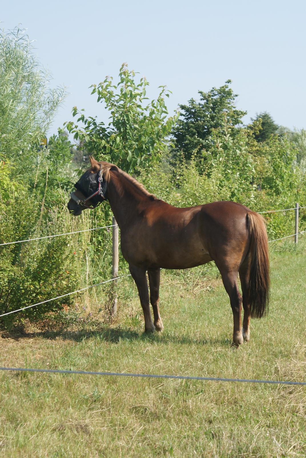 Irsk Sportspony Airforce One solgt  billede 1