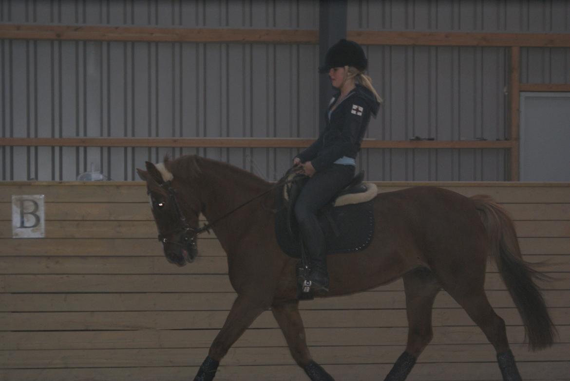 Irsk Sportspony Airforce One solgt  billede 2