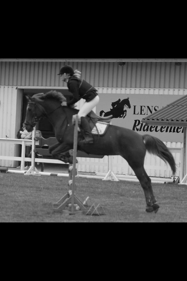 Irsk Sportspony Airforce One solgt  billede 3