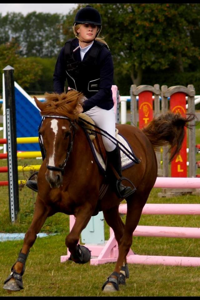 Irsk Sportspony Airforce One solgt  billede 4