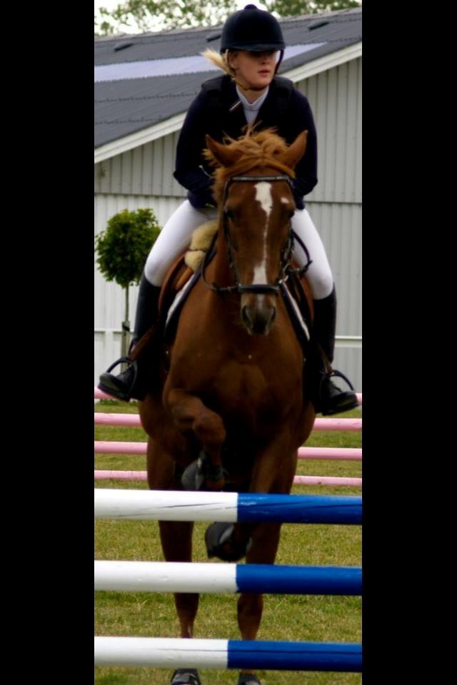 Irsk Sportspony Airforce One solgt  billede 5