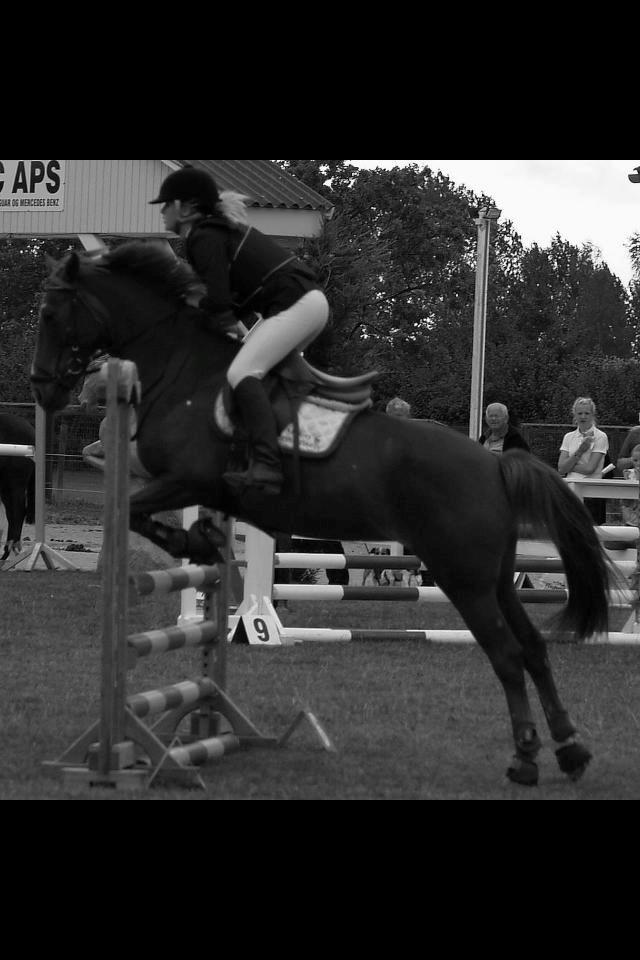 Irsk Sportspony Airforce One solgt  billede 6