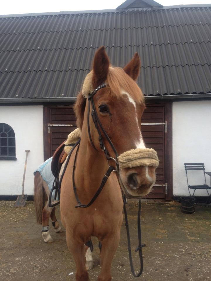 Irsk Sportspony Airforce One solgt  billede 7