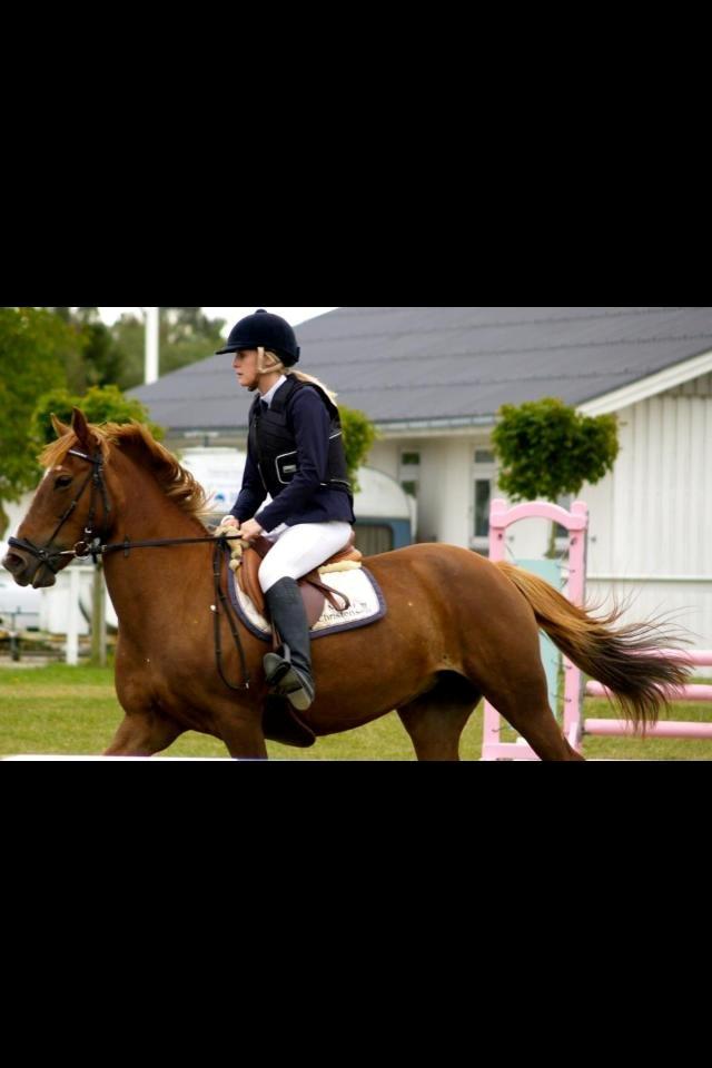 Irsk Sportspony Airforce One solgt  billede 8