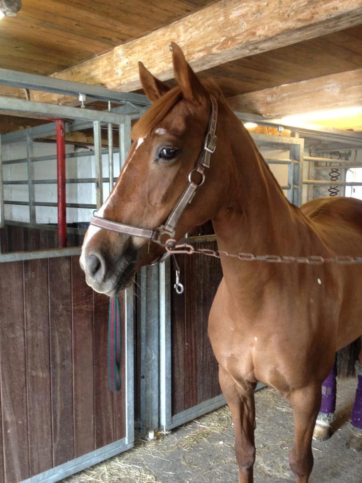 Irsk Sportspony Airforce One solgt  billede 9